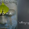 Buddha Grey